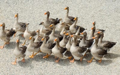 Foie gras d’oie : la Ferme des Roumevies produit le foie gras servi au repas de Fest’oie