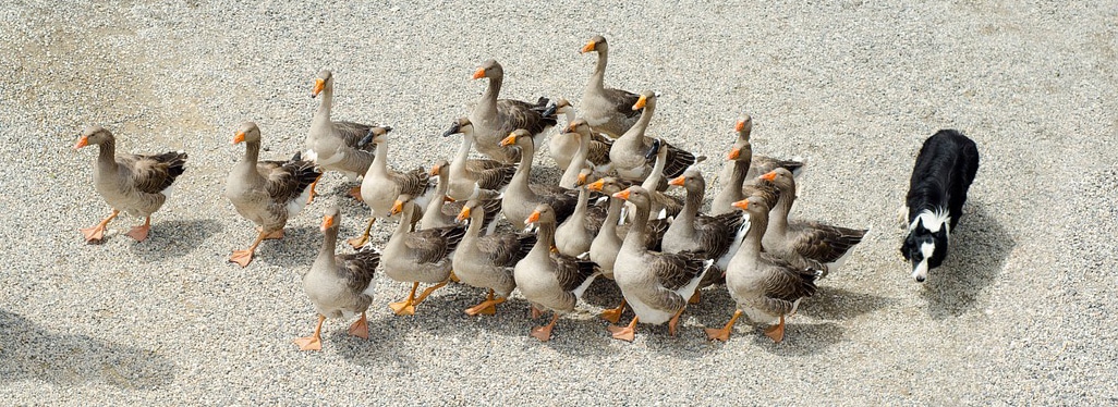 Foie gras d’oie : la Ferme des Roumevies produit le foie gras servi au repas de Fest’oie